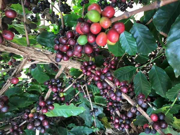 Coffee Tree