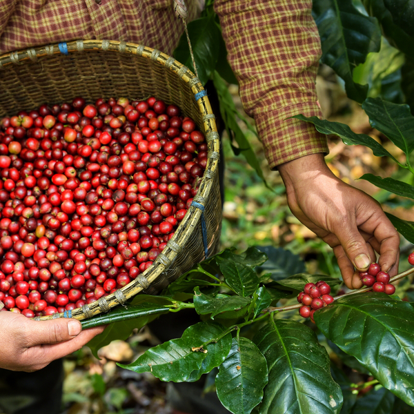 Organic Coffee