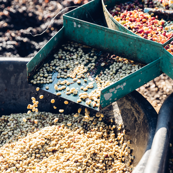 Honey processed coffee