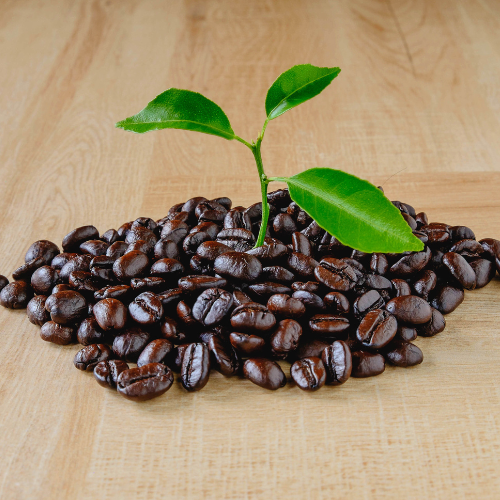 Organic Coffee Beans: Elevate Your Daily Brew