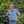 Man standing among coffee trees in a coffee plantation
