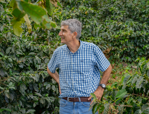 Man standing among coffee trees in a coffee plantation