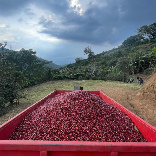 Sample Roasting