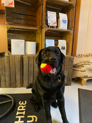 Coffee Dog