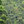 Coffee plantation with coffee trees in a lush green landscape