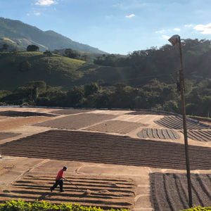Person walking through a large open field with terraced rows, surrounded by hills and trees.