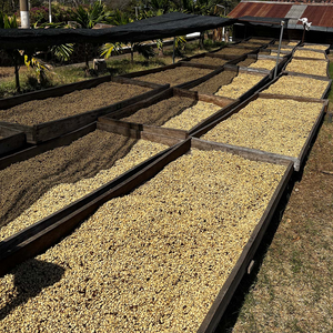 Coffee farm drying beans