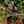 A person wearing a dark cap and black clothing harvests red and green coffee cherries from a branch in a lush green outdoor coffee plantation, holding a red basket.