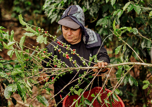 A person wearing a dark cap and black clothing harvests red and green coffee cherries from a branch in a lush green outdoor coffee plantation, holding a red basket.