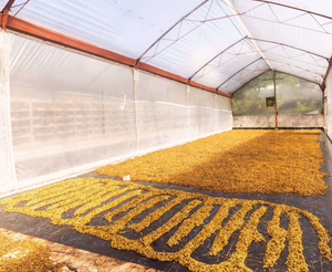 Yellow-orange dried flowers or herbs spread out in large patterns on a black floor inside a translucent greenhouse or curing shed.