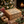 Christmas Coffee Gift