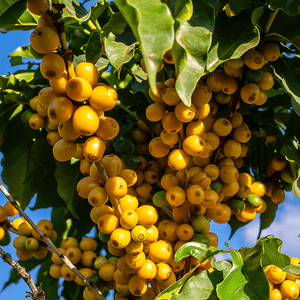 Wholesale Coffee